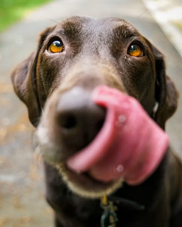 Cuba, a Labrador retriever