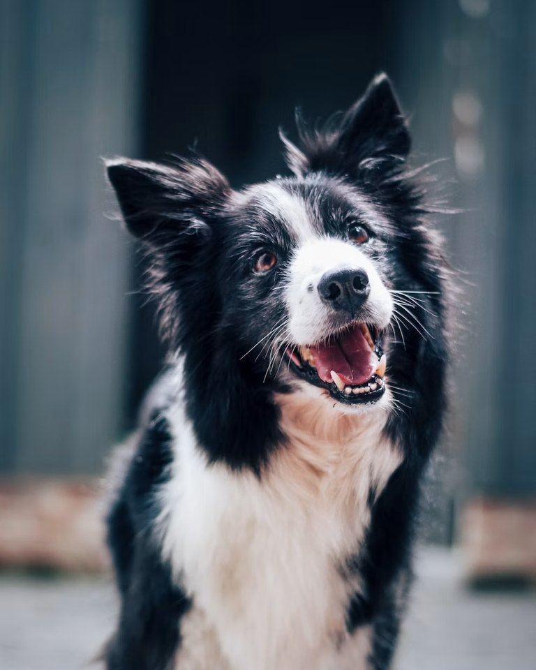 Pepper, a Border collie mix